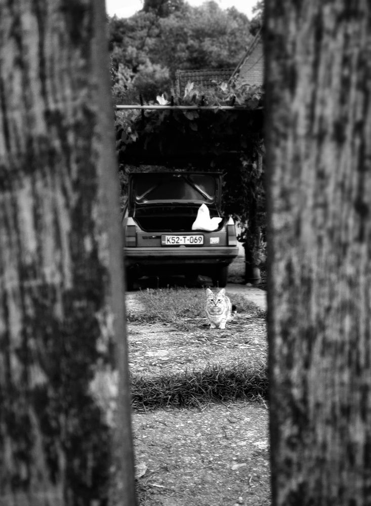 Photograph by Neda Petrovic