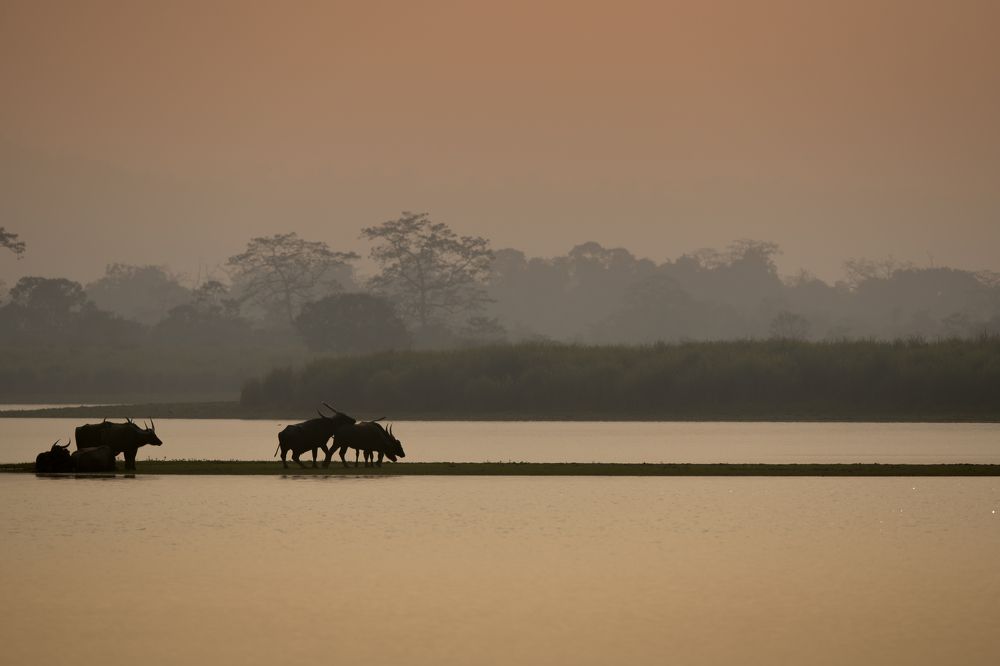 An Evening in the Jungle