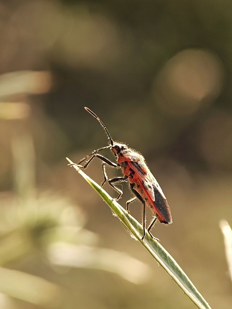 Photograph by Роман Красношапка