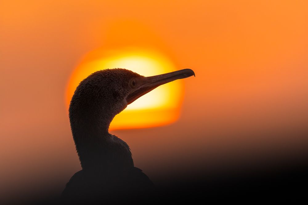 Фотография автора Niranjan Acharya