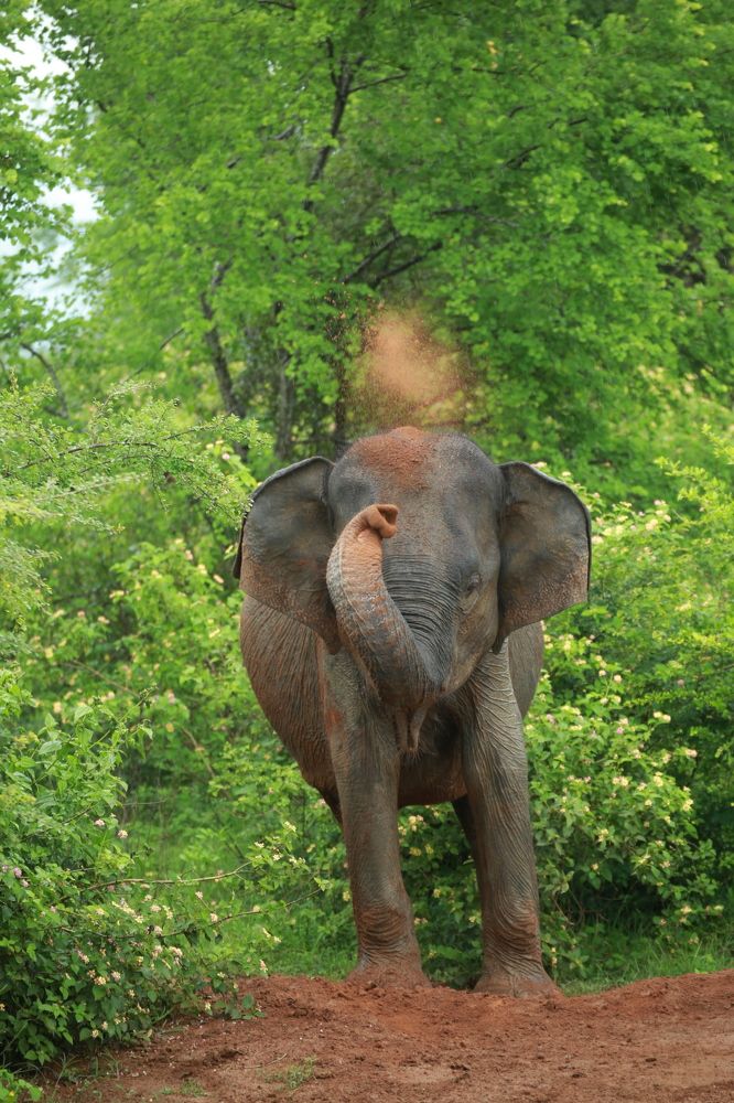 Фотография автора Randunu Jayasinghe