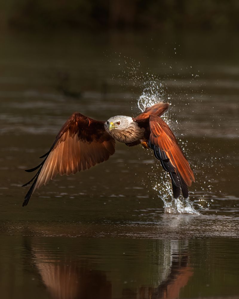 Brahminiy Kite With Catch