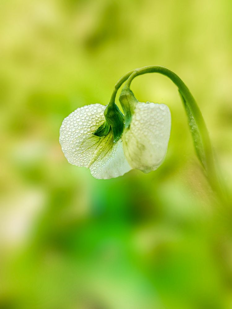 Photograph by MG Donor