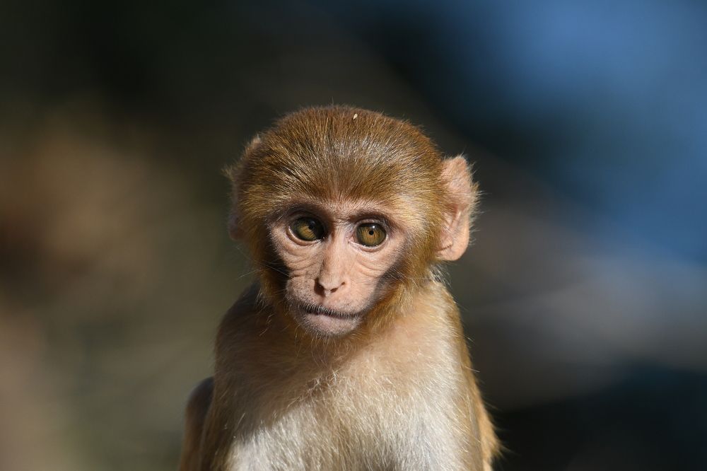 Photograph by Preet saluja