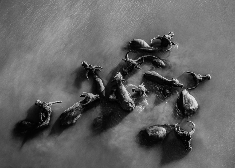 The buffalo herd's dance