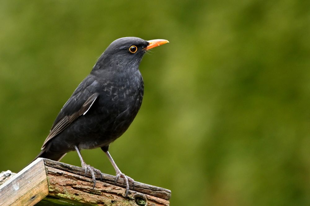 Photograph by Csótai Katalin