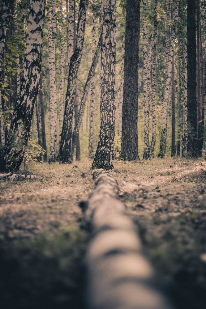 Photograph by Беляев Евгений