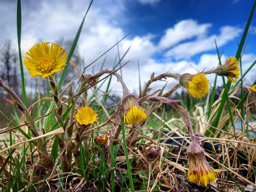 Мать-и-мачеха