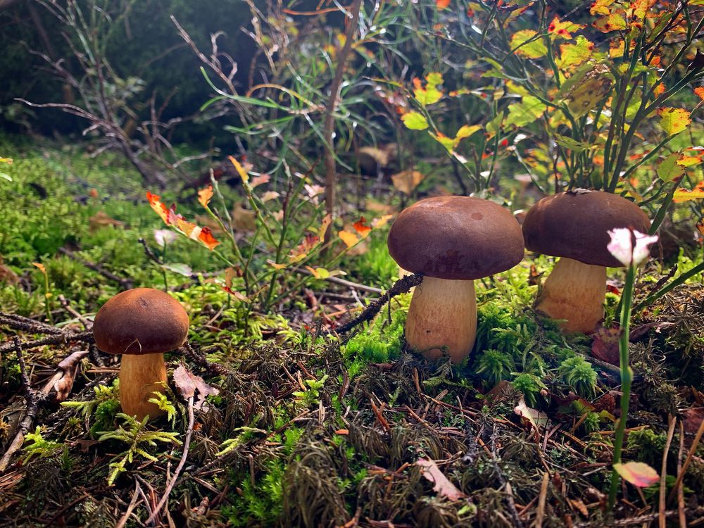 Photograph by Елена Киселева