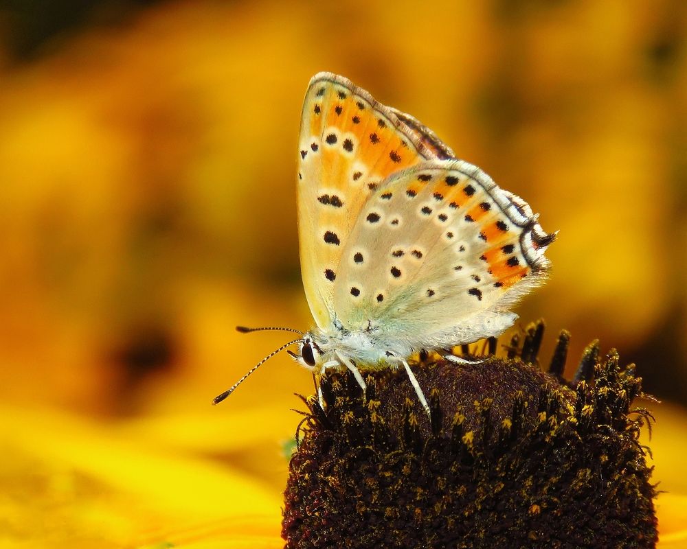 Photograph by Amin Ghaffarian