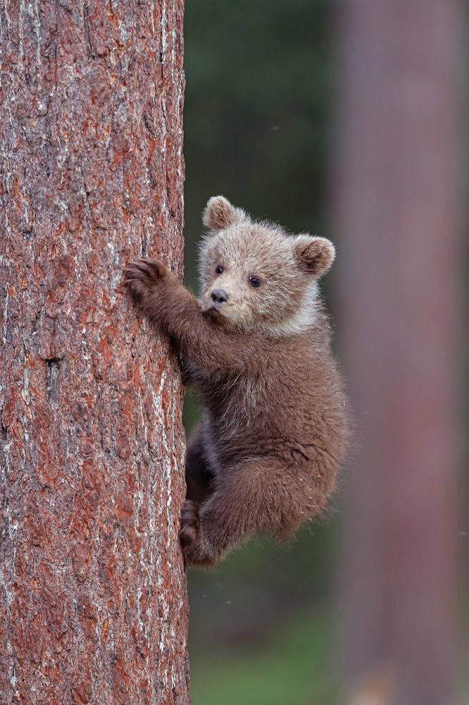 Залезать или нет?