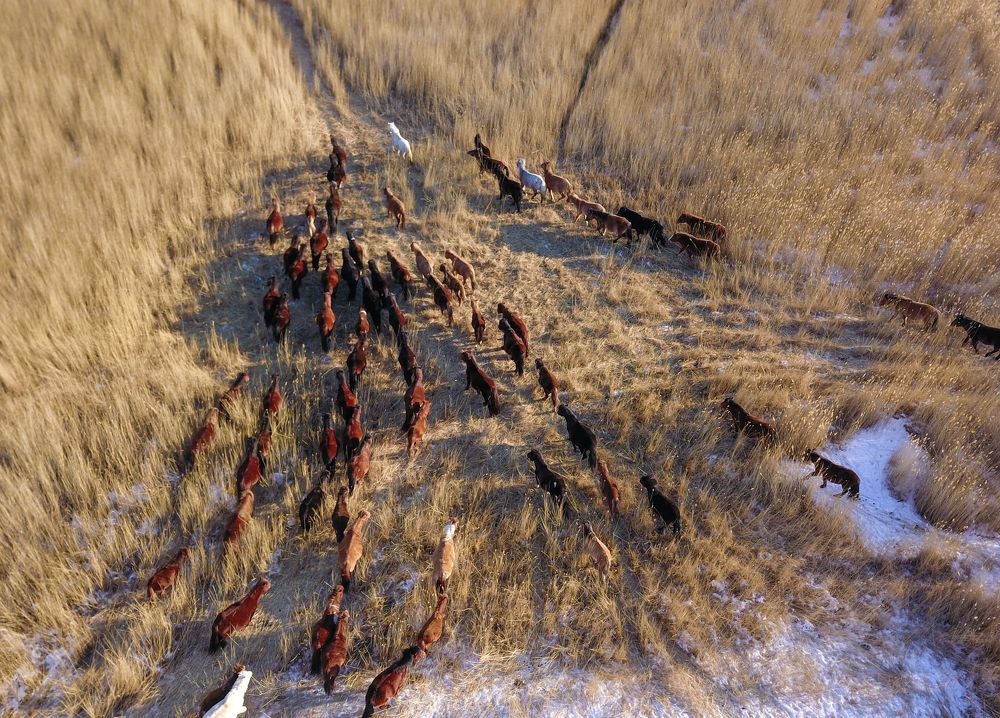 A herd of horses in bamboo