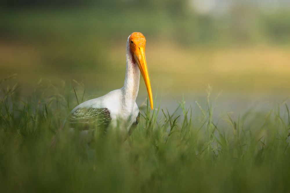 Painted Stork