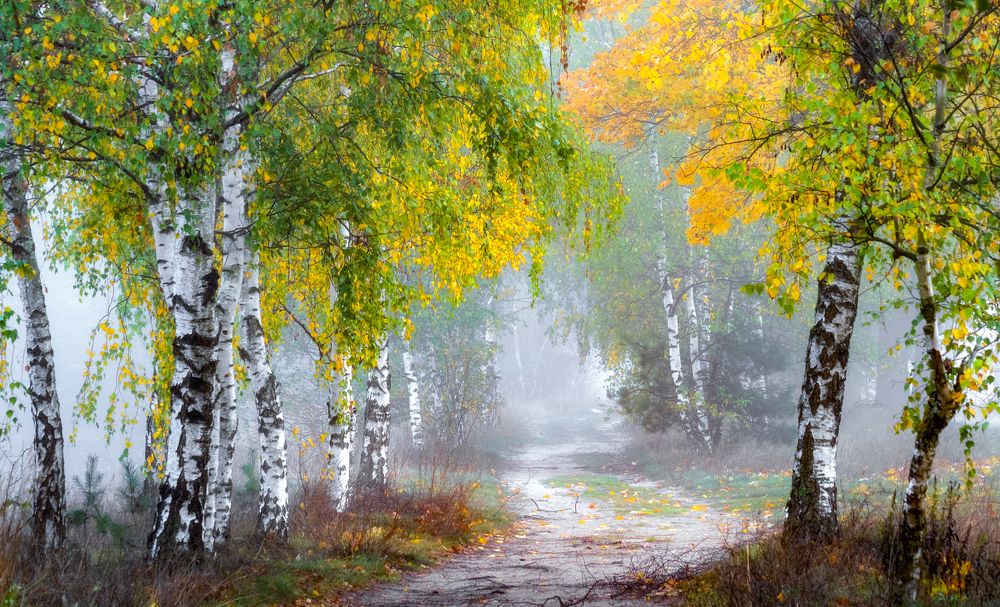 Quiet in birch alley