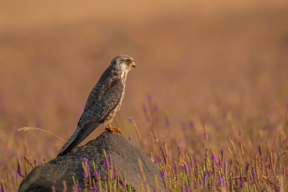 Photograph by Anindita Datta Muhuri