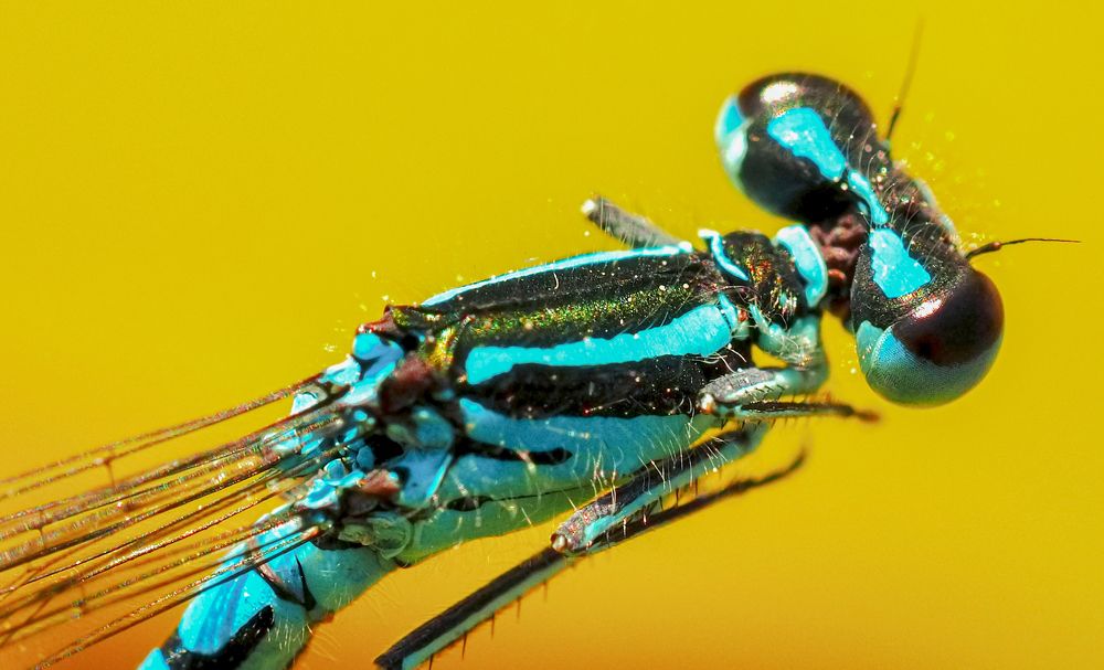 Photograph by Линк Ольга