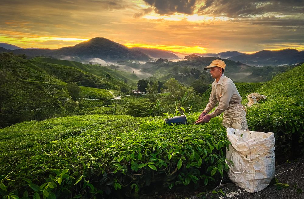 Tea Harvesting