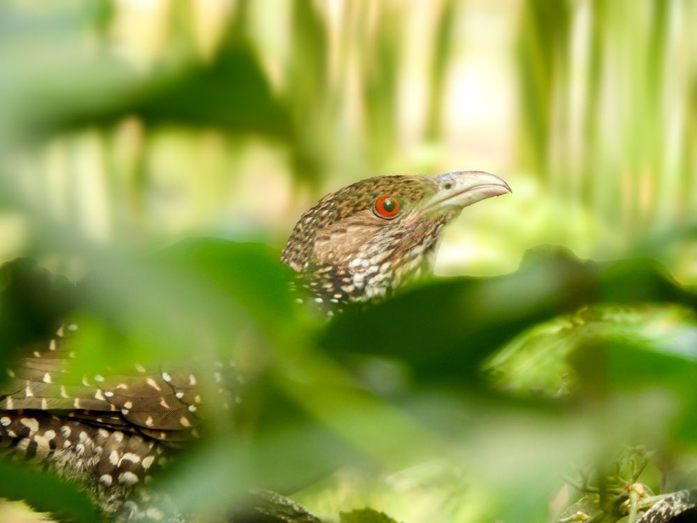 The Camouflage Queen