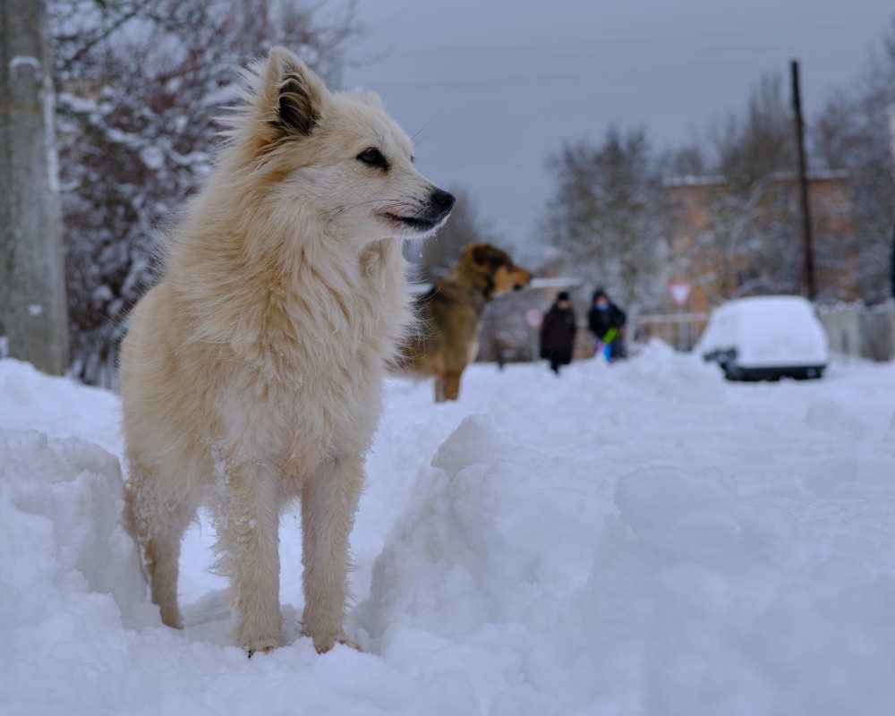 Photograph by Михаил Нестеренко