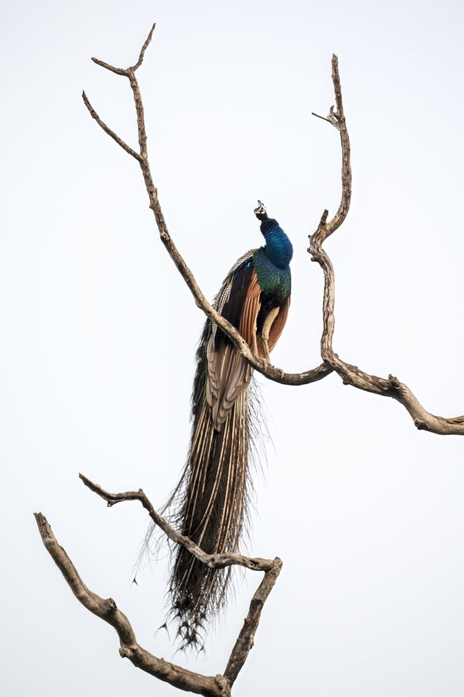 Павлины парка Йала, Шри-Ланка