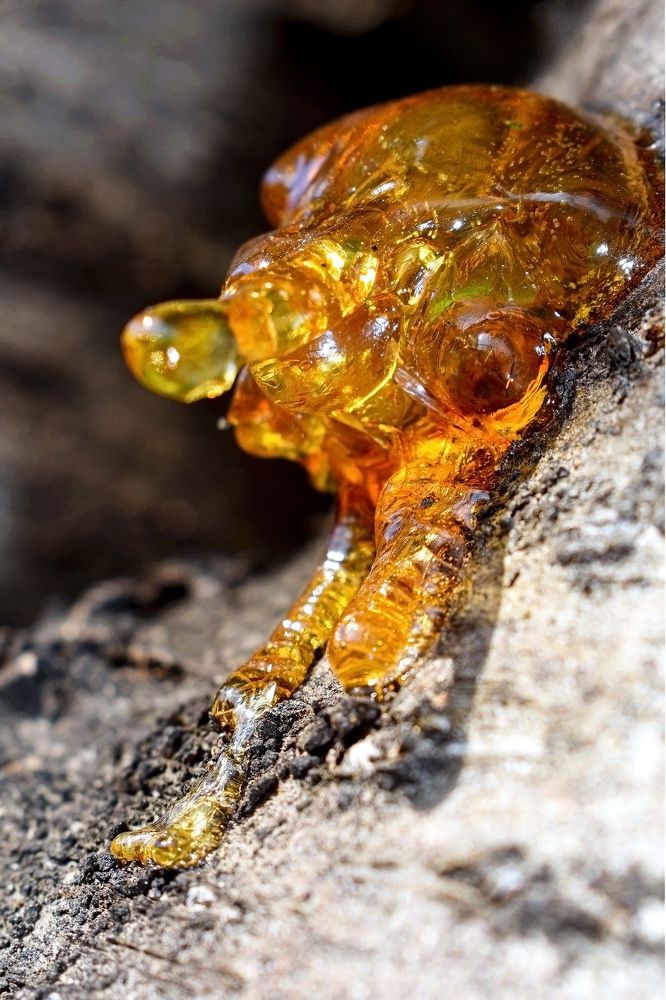 Рождение янтаря