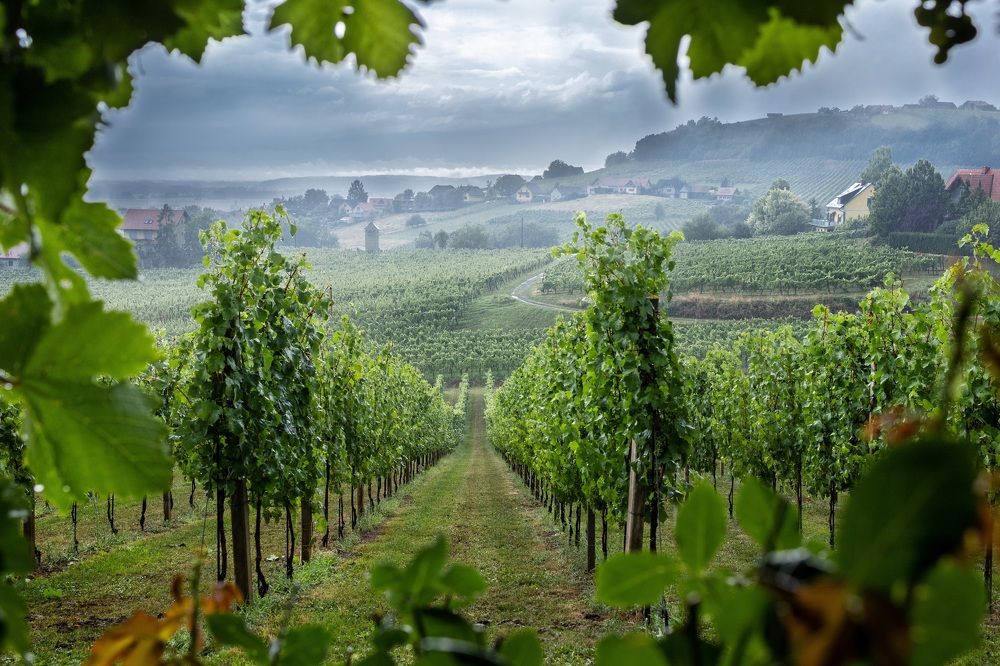 Фотография автора Анна Листишенко
