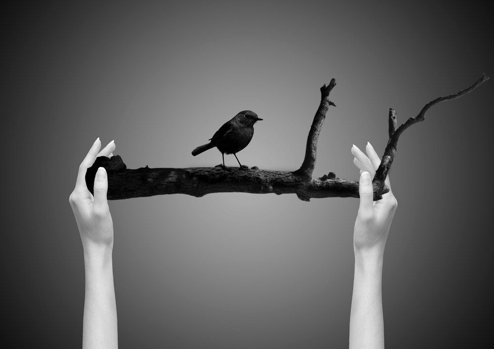 Photograph by Roya Shokrollahi