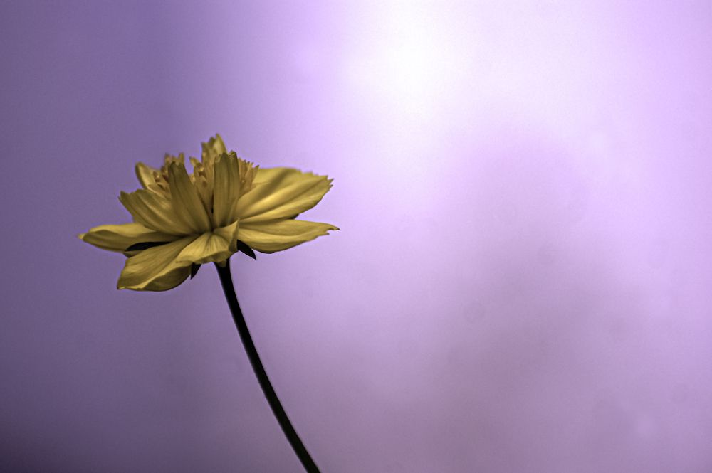 Фотография автора Denni Satria