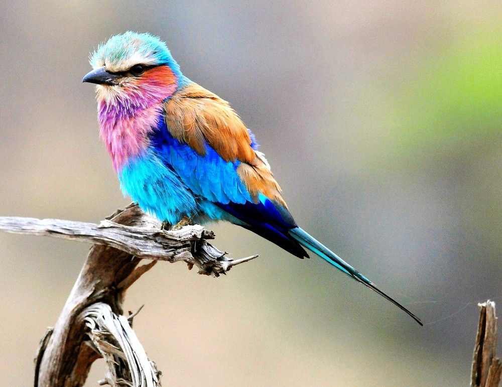 Lilac Breasted Roller's Sunrise