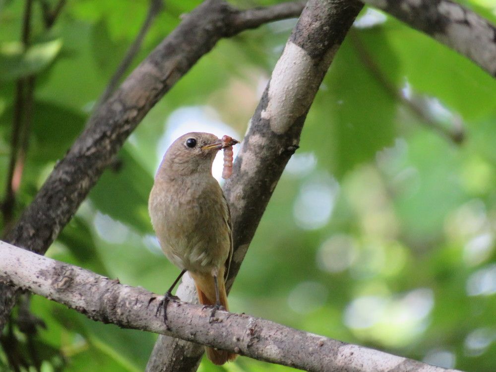 Кормящая мать.