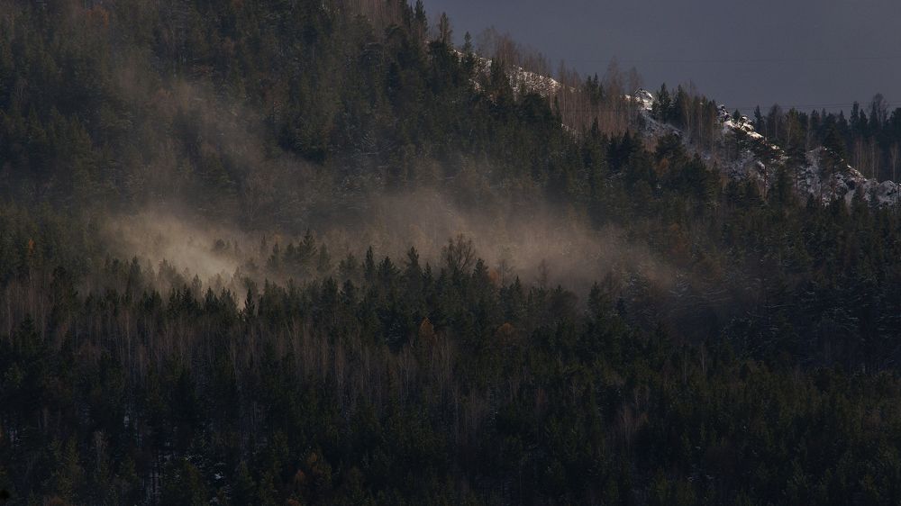 Позёмка в лесу.