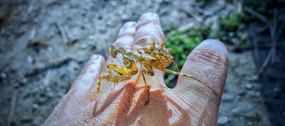 Photograph by Brwa Hama sharif