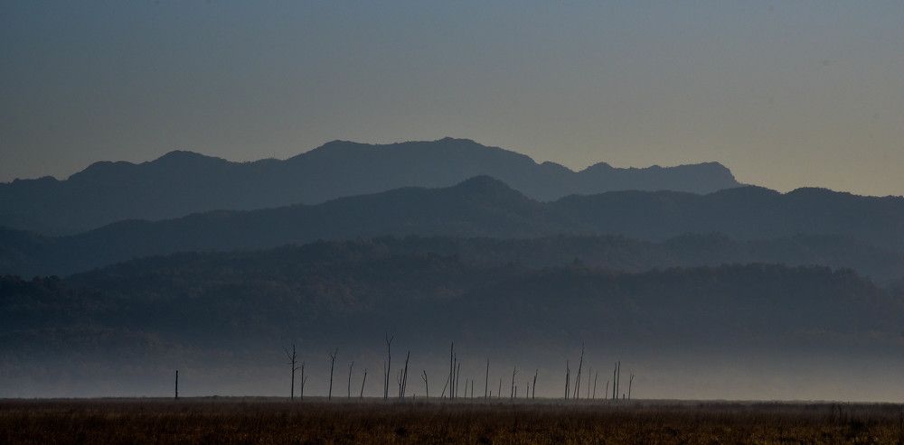 Silence of the jungle.