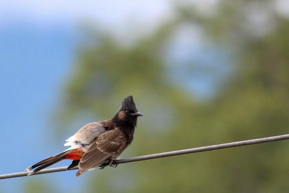 Photograph by Santosh Shrestha