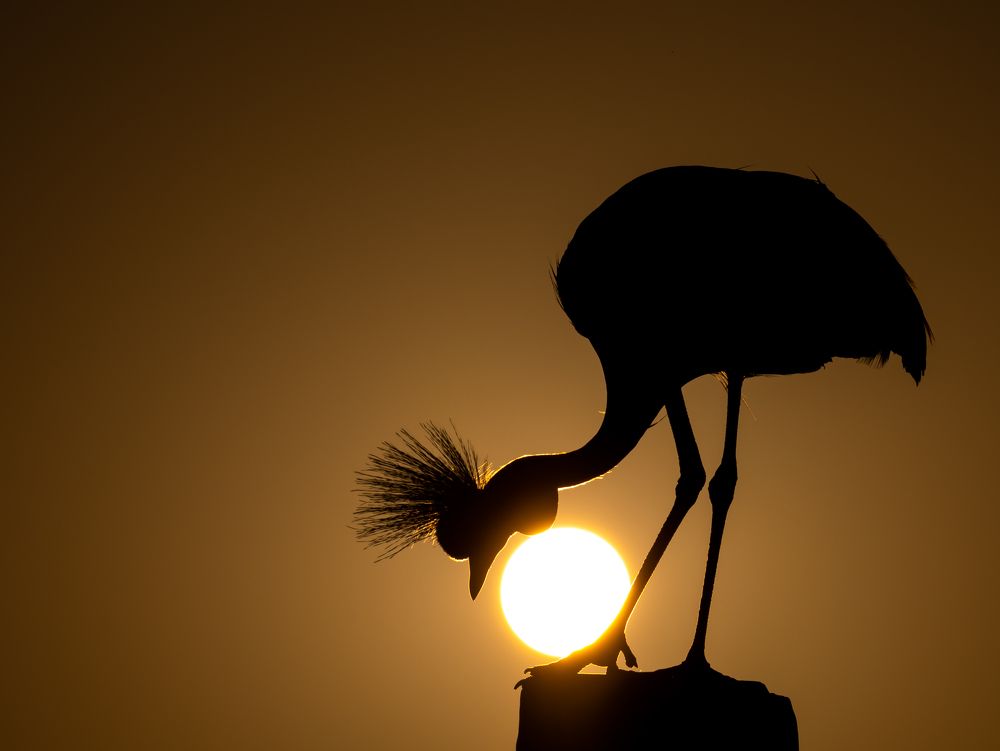 GREY CROWNED CRANE PLAYING WITH NATURAL BALL!