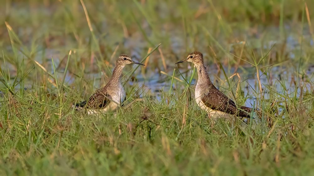 Battle of the Pipers