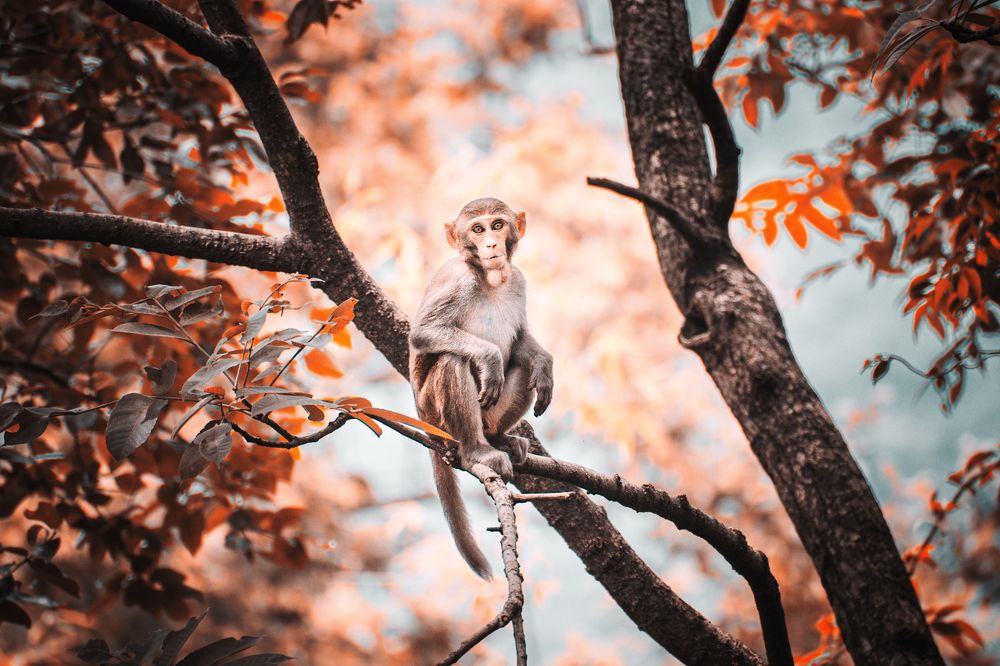 Фотография автора Karukola Puneeth