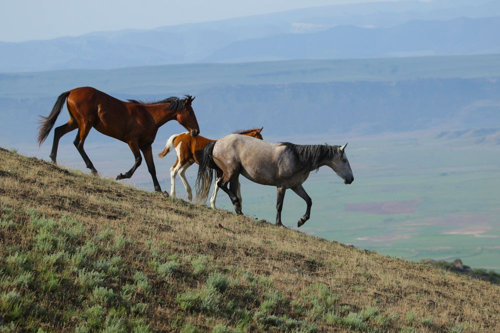 Маленький табун..