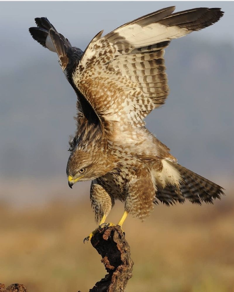 Photograph by Sohrab Niazi