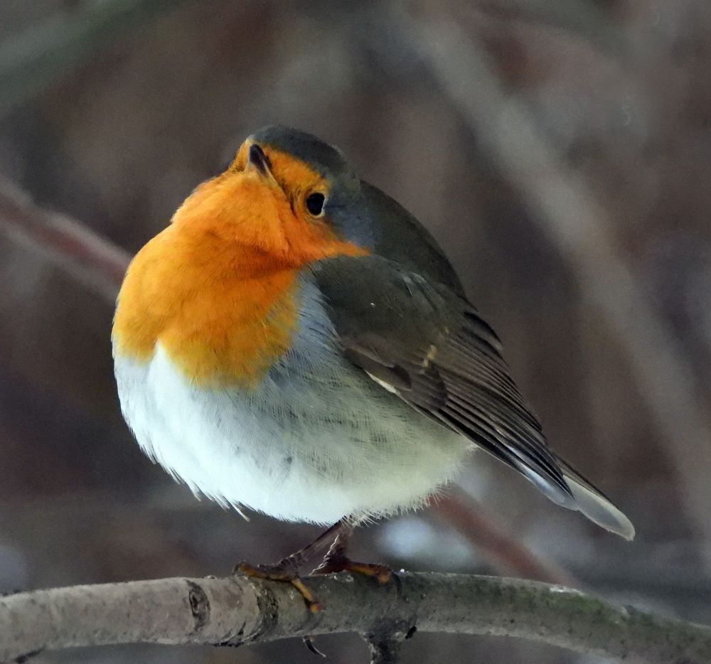 Photograph by Татьяна ТУРСКАЯ