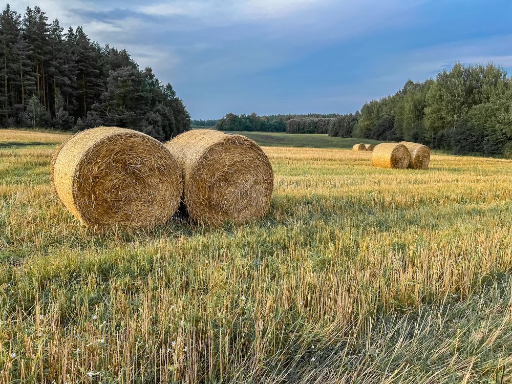 stacks of straw on the field