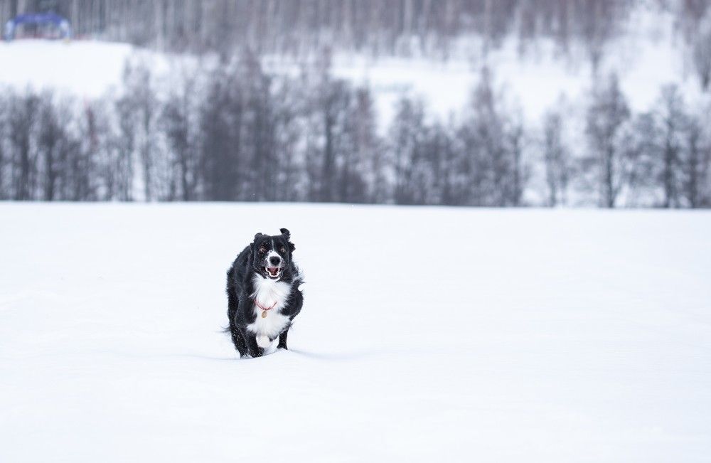 Photograph by наталья залогина