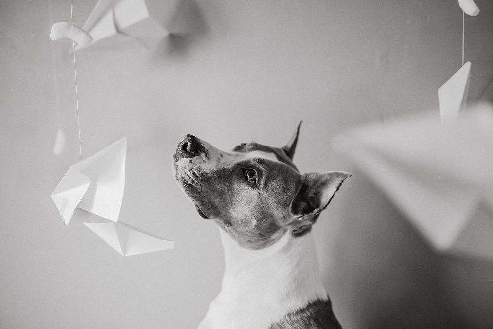 Photograph by Анастасия Пикей