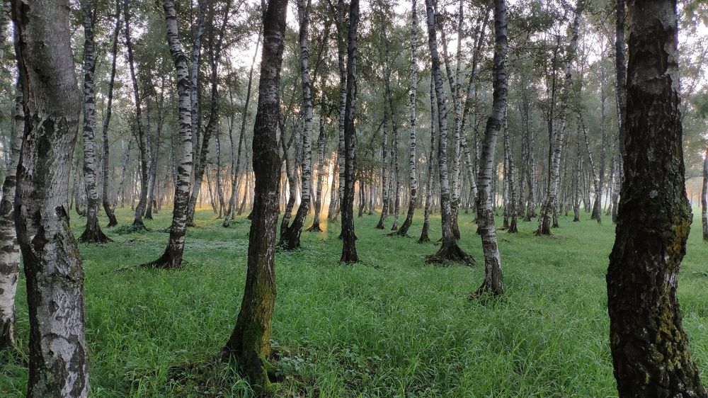 birches in the morning sun
