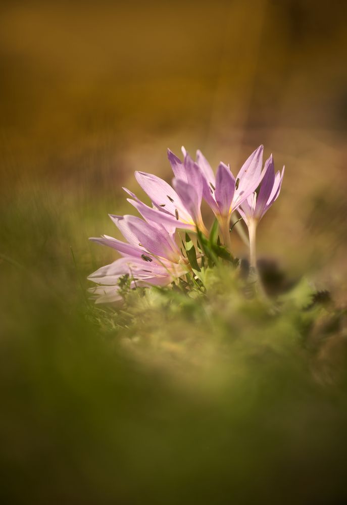 Colchicum doerfleri project