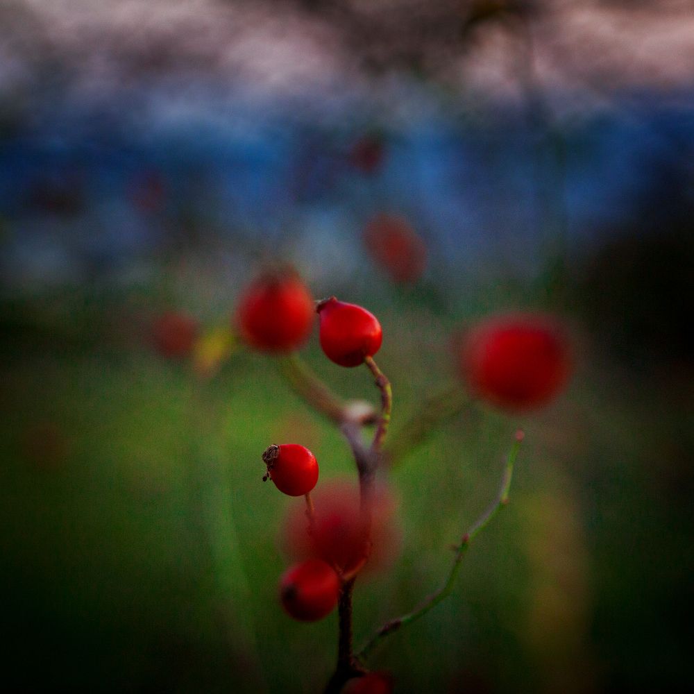 Photograph by Dorota Hnatová