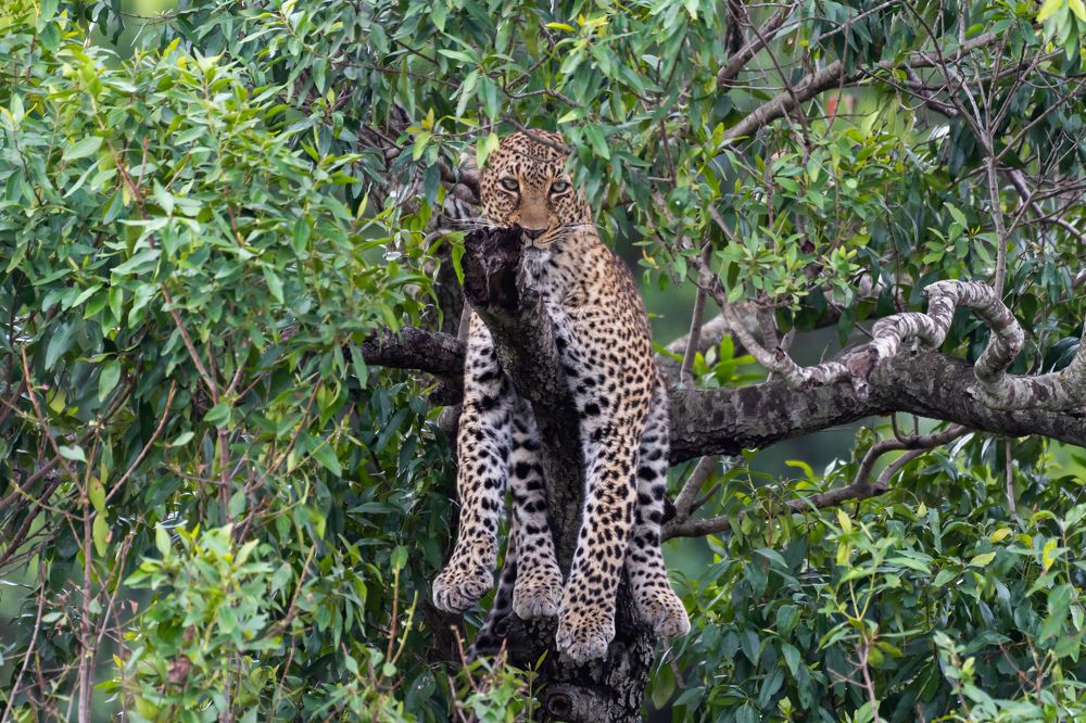 LEOPARD EYE TO EYE CONVERSATION!