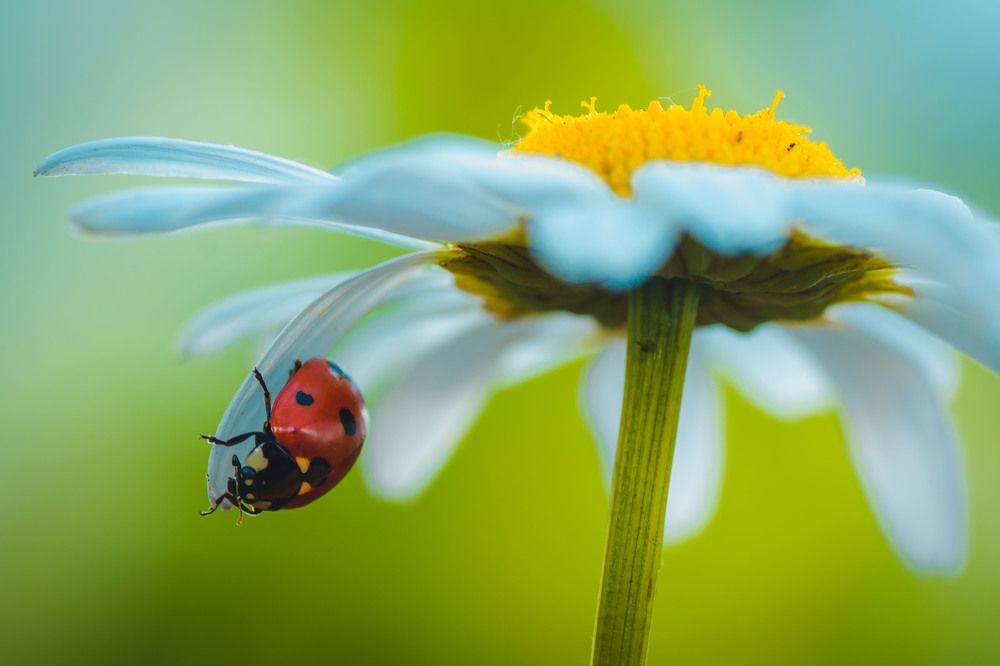 Фотография автора Роман Зайцев