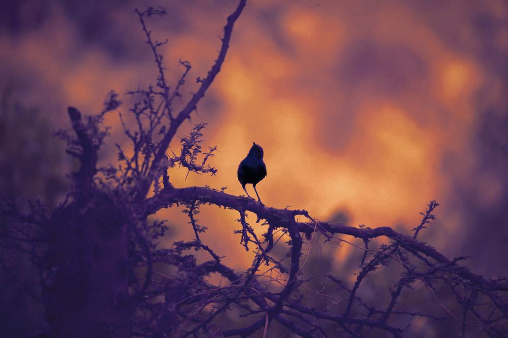 Фотография автора Dr.Hitesh Patel