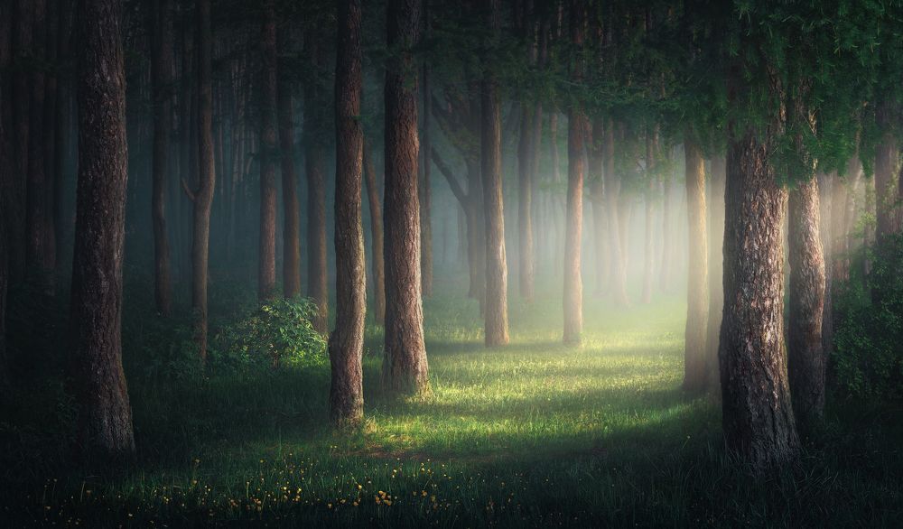 Утро в лесу.